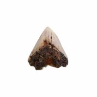 Haaientand - Megalodon - - Vindplaats USA (Model 183) - thumbnail