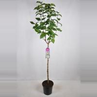 Sering op stam 85 cm (syringa vulgaris "Souv. d'Alice Harding") - thumbnail