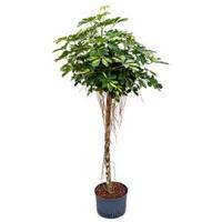 Schefflera gold capella stam hydrocultuur plant - thumbnail