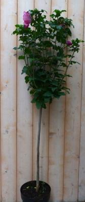 Hibiscus op stam Roze 100 cm - Warentuin natuurlijk