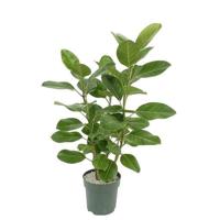 Ficus Altissima Toef Potmaat 30 H120-130 kamerplant Beautanic Lifestyle - Beautanic lifestyle - thumbnail