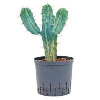 Myrtillocactus geometrizans M hydrocultuur plant - thumbnail