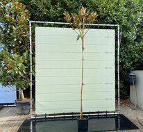 Magnolia Grandiflora Gallisoniensis - hoogstam - hoogte 250-300 cm Magnolia Grandiflora Gallisoniensis - hoogstam - hoogte 250-300 cm