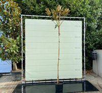 Magnolia Grandiflora Gallisoniensis - hoogstam - hoogte 250-300 cm - thumbnail