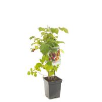 Rubus idaeus Quatro-framboos Autumn Bliss / Malling Promise / Fallgold / Heritage draagbeugel fruitplant Fruithof - Fruithof - thumbnail