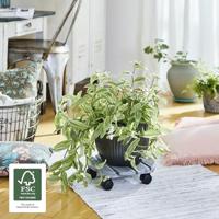 Wagner 20086401 Transportroller Hout Laadvermogen (max.): 100 kg - thumbnail