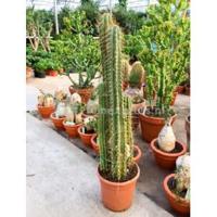 Trichocereus cactus pachanoi M kamerplant - thumbnail