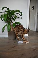 Croci krabplank homedecor dierenprint zebra - thumbnail