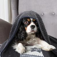 Nobleza Huisdier Deken Zachte Warme Hondendeken Wasbare Fleece Kattendeken Geschikt voor Kleine Middelgrote Hond Puppy Katten Huisdier Grijs 100 * 120cm - thumbnail