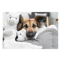 Knuffel voor honden Trixie Emir Polyester Pluche Otter 30 cm - thumbnail