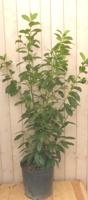 Prunus Rotundifolia 160 cm Laurier Warentuin Natuurlijk - Warentuin natuurlijk - thumbnail