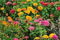 Zinnia Elegans zaden Dahlia bloemig reuzen mix - thumbnail