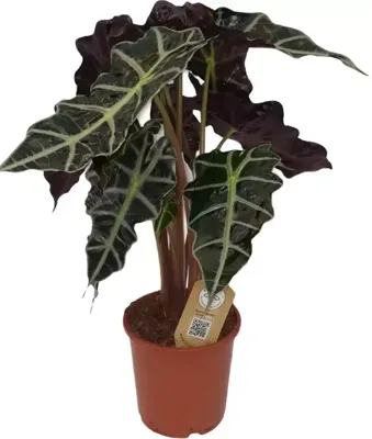 Alocasia polly (Olifantsoor) 60 cm
