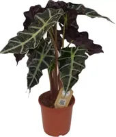 Alocasia polly (Olifantsoor) 60 cm - thumbnail