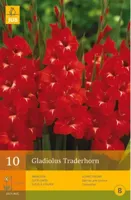 Gladiolus traderhorn 10st bloembol zomer Gladiool JUB - Jub - thumbnail