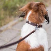 TRIXIE HONDENRIEM RUSTIC VETLEER DONKERBRUIN 100X2,5 CM - thumbnail