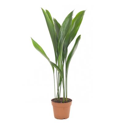 Aspidistra Elatior - Kwartjesplant - P17 Aspidistra Elatior - Kwartjesplant - P17