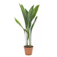 Aspidistra Elatior - Kwartjesplant - P17 - thumbnail