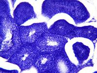 BRESSER Microscoop preparaten 30 stuks - Histologie - thumbnail