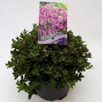 Dwerg rododendron (Rhododendron Calostrotum "Keleticum") heester - 20-25 cm - 1 stuks - thumbnail