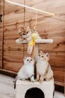 JOSERA JosiCat Kitten - droog kattenvoer - 10 kg - thumbnail