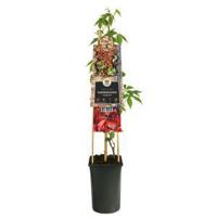 Wilde Wingerd Parthenocissus Quinquefolia Engelmannii 120 cm klimplant - thumbnail