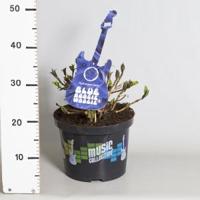 Hydrangea Macrophylla Music Collection "Blue Boogiewoogie"® boerenhortensia - 30-40 cm - 1 stuks - thumbnail