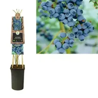 Bosbes Vaccinium Corymbosum Goldtraube M 75 cm klimplant - thumbnail