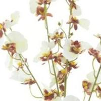 Oncidium orchid spray cream 93 cm kunstbloem Erutan Avon - Erutan avon - thumbnail