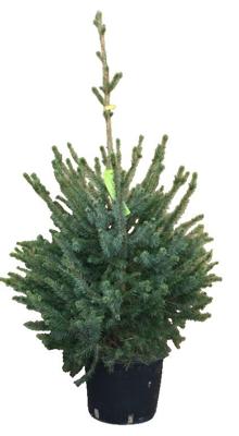 Kerstboom Warentuin Picea Omorika 60 - 80 cm in pot Warentuin Natuurlijk - Warentuin natuurlijk