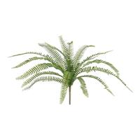 Asplenium Kunst Varen 50cm - thumbnail