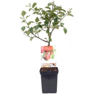 Appelboom Rode Jonagold (malus domestica "Rode Jonagold") fruitbomen Appelboom Rode Jonagold (malus domestica "Rode Jonagold") fruitbomen