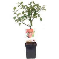 Appelboom Rode Jonagold (malus domestica "Rode Jonagold") fruitbomen - thumbnail