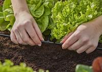 GARDENA 13211-20 Micro-Drip system T-stuk 4,6 mm (3/16) - thumbnail