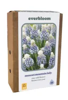 Jub Doos muscari armeniacum 25st - thumbnail