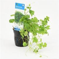 Hydrocotyle tripartita - 6 stuks - aquarium plant - thumbnail