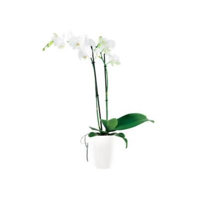 Elho brussels diamond orchideeën pot hoog 12,5 cm wit Elho brussels diamond orchideeën pot hoog 12,5 cm wit