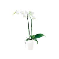 Elho brussels diamond orchideeën pot hoog 12,5 cm wit - thumbnail