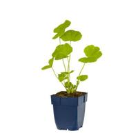 Alcea rosea Pleniflora Rood vaste plant Griffioen - Griffioen - thumbnail