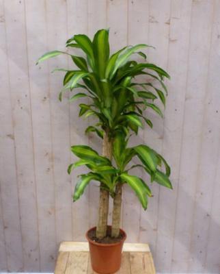 Drakenbloedboom Dracaena Fragrans Lemon Lime/Geel-groen H40-60 cm potmaat 17 cm 1 stam kamerplant Warentuin Natuurlijk - Warentuin natuurlijk