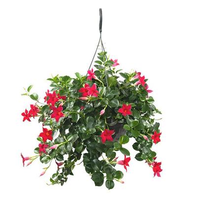 Mandevilla rood (hangplant) - P 26 cm