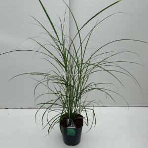 Prachtriet (Miscanthus sinensis "Strictus") siergras - In 5 liter pot - 1 stuks Prachtriet (Miscanthus sinensis "Strictus") siergras - In 5 liter pot - 1 stuks