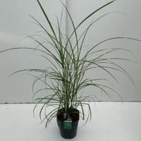 Prachtriet (Miscanthus sinensis "Strictus") siergras - In 5 liter pot - 1 stuks - thumbnail