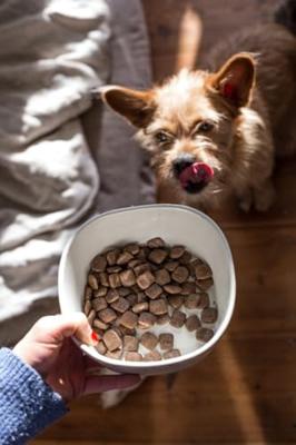 Green Petfood VeggieDog met aardappel & erwt (1 x 10 kg) | volwassenen | premium droogvoer voor volwassen gevoelige honden | vegetarisch & tarwevrij | met heerlijke zoete aardappel | 1 stuks