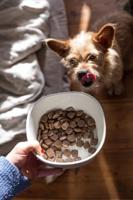 Green Petfood VeggieDog met aardappel & erwt (1 x 10 kg) | volwassenen | premium droogvoer voor volwassen gevoelige honden | vegetarisch & tarwevrij | met heerlijke zoete aardappel | 1 stuks - thumbnail