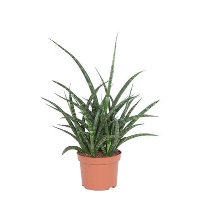 Sansevieria Fernwood - P 12 cm Sansevieria Fernwood - P 12 cm