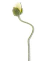 Poppy spray Ilse yellow 69 cm kunstbloem Erutan Avon - Erutan avon - thumbnail