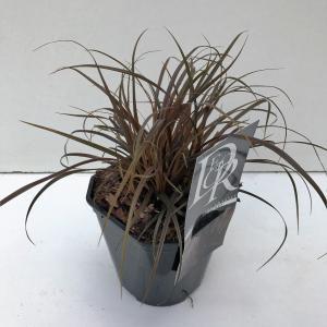 Rode zegge (Uncinia uncinata "Rubra") siergras Rode zegge (Uncinia uncinata "Rubra") siergras