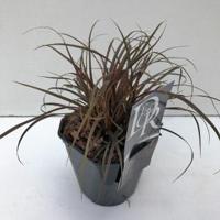 Rode zegge (Uncinia uncinata "Rubra") siergras - thumbnail