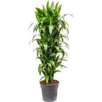 Dracaena janet craig M kamerplant - thumbnail